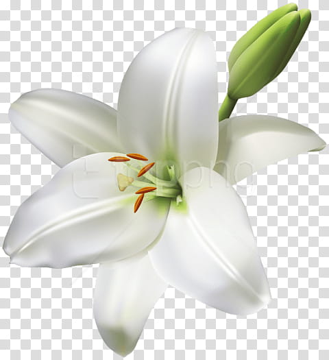 Easter Lily, Madonna Lily, Tiger Lily, Lilies, Flower, Lily stargazer, Arumlily, White transparent background PNG clipart
