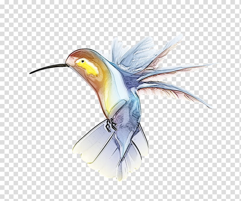 Hummingbird, Beak, Coraciiformes, Pollinator, Rubythroated Hummingbird, Feather, Wing transparent background PNG clipart