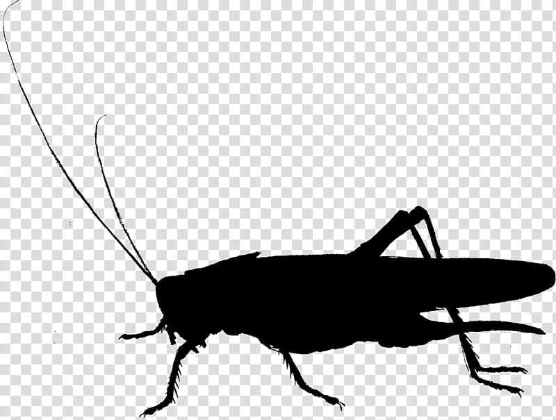 Cockroach, Cricket, Silhouette, Insect, Pest, Cricketlike Insect, Grasshopper, Bug transparent background PNG clipart