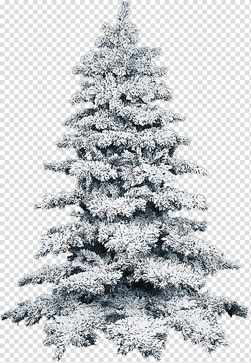Christmas tree, Shortleaf Black Spruce, Columbian Spruce, Balsam Fir, Colorado Spruce, White Pine, Yellow Fir, Oregon Pine transparent background PNG clipart