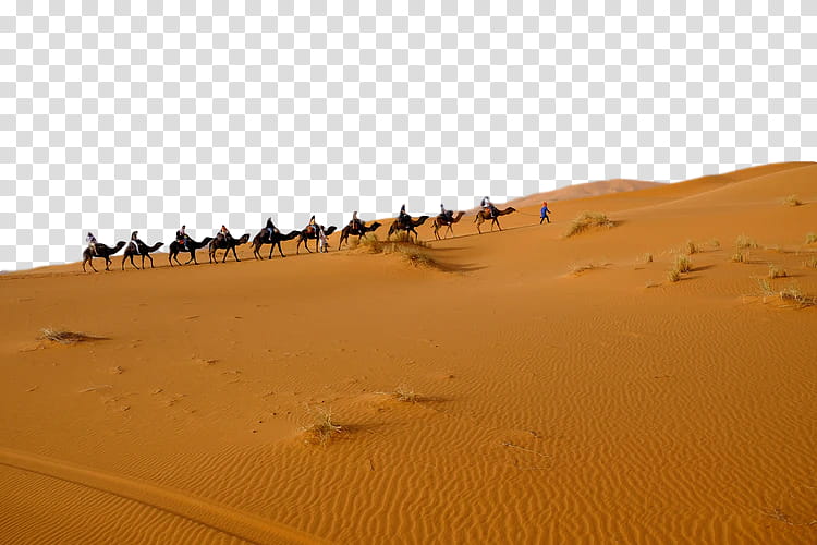 desert sand erg aeolian landform sahara, Natural Environment, Dune, Singing Sand, Landscape, Camel transparent background PNG clipart