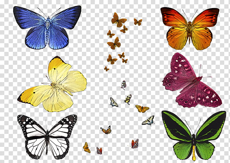 moths and butterflies butterfly cynthia (subgenus) insect pollinator, Cynthia Subgenus, Brushfooted Butterfly, Lycaenid, Colias, Symmetry, Pieridae transparent background PNG clipart