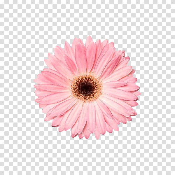 Flower power s, pink and white petaled flower transparent