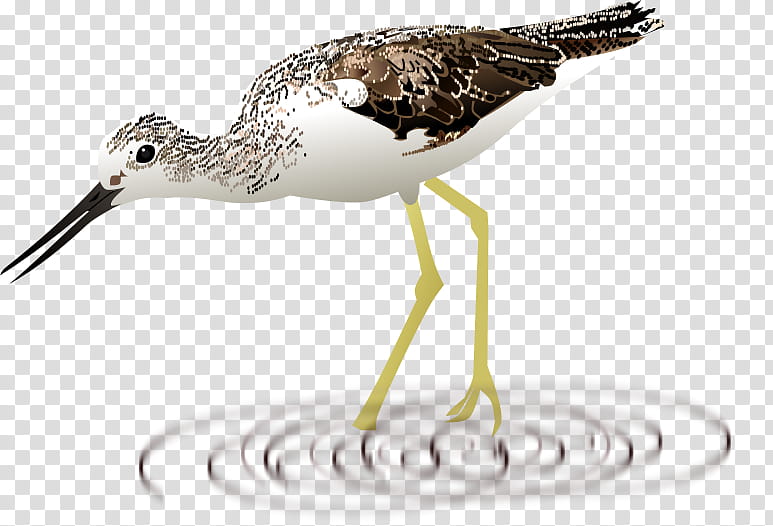 Bird, Sandpiper, Beak, Snipe, Water Bird, Shorebird transparent background PNG clipart