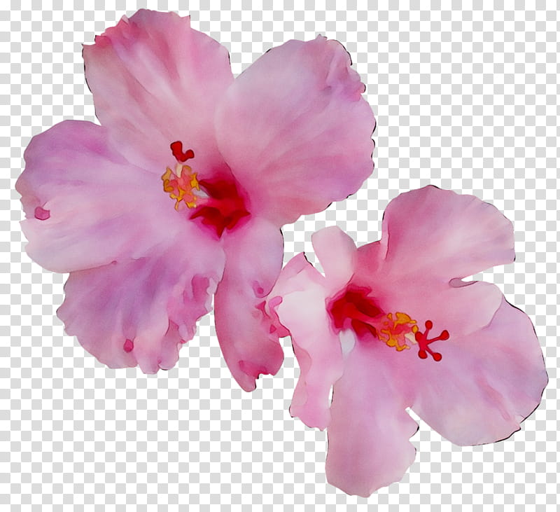 Cherry Blossom, Rosemallows, Stau150 Minvuncnr Ad, Herbaceous Plant, Pink M, Iphone Xr, Azalea, Cherries transparent background PNG clipart
