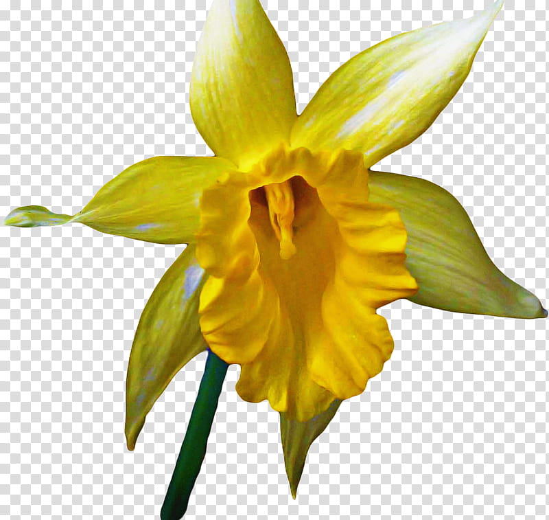 Flowers, Amaryllis, Cut Flowers, Dendrobium, Narcissus, Yellow, Plant Stem, Cattleya Orchids transparent background PNG clipart