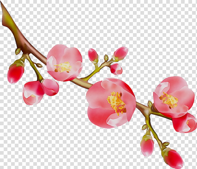 Cherry Blossom, Cherries, Stau150 Minvuncnr Ad, Pink M, Flower, Plant, Branch, Petal transparent background PNG clipart