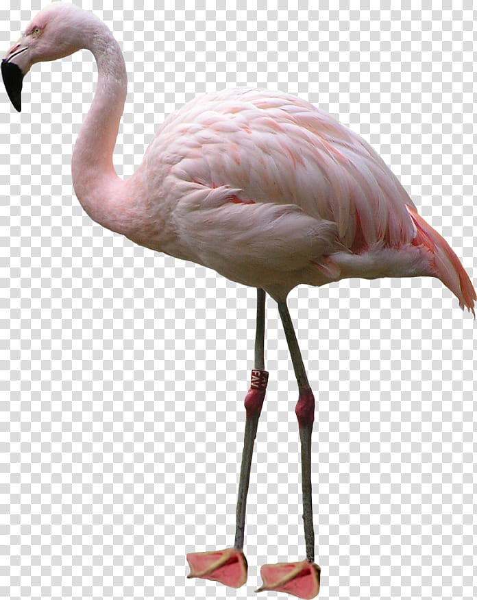 Pink Flamingo, Painting, Bird, Greater Flamingo, Water Bird, Beak, Neck, Feather transparent background PNG clipart