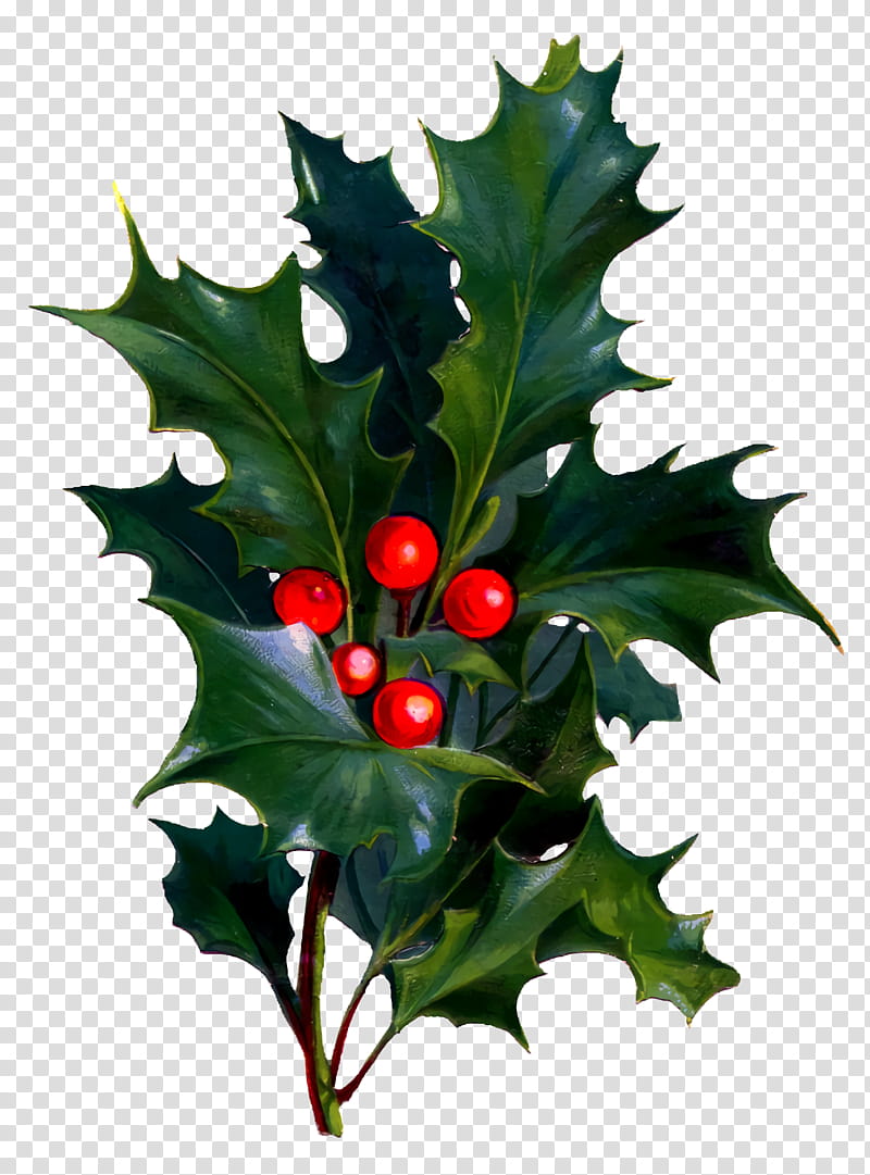 christmas holly Ilex holly, Christmas , American Holly, Leaf, Plant, Flower, Chinese Hawthorn, Tree transparent background PNG clipart