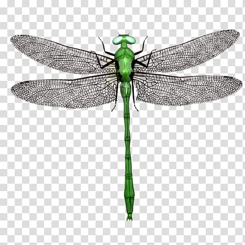 Dragonfly Insect, Drawing, Silhouette, Dragonflies And Damseflies, Pest, Net Winged Insects transparent background PNG clipart