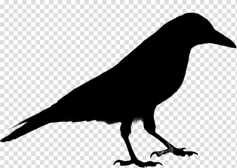 Bird Silhouette, Common Raven, Crow, Western Jackdaw, Drawing, Crows, Beak, New Caledonian Crow transparent background PNG clipart