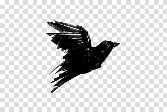 Vintage Birds, black bird illustration transparent background PNG clipart