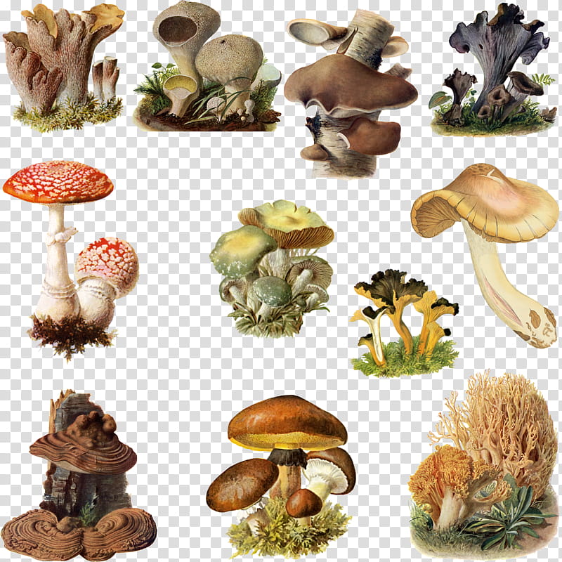 Fungi Mushroom , assorted mushrooms transparent background PNG clipart