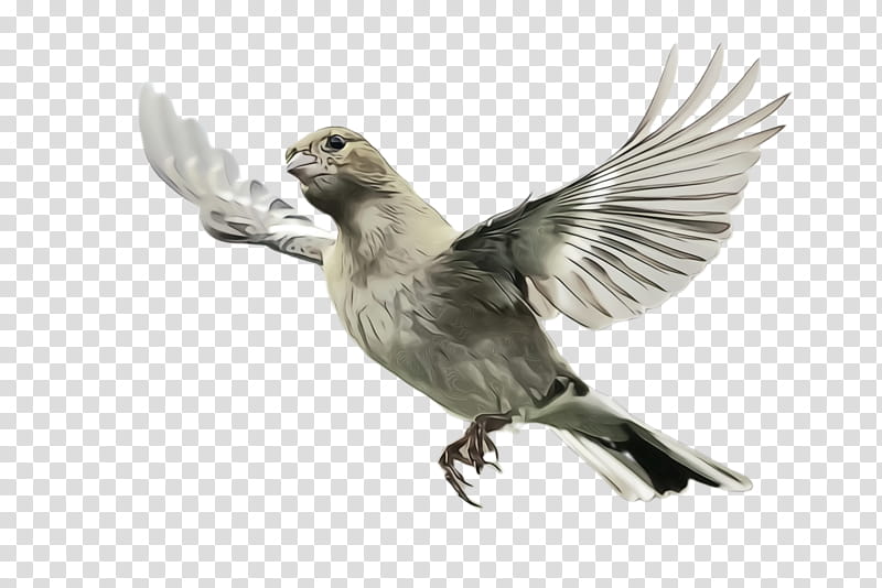Dove Bird, Pigeon, Peace, House Sparrow, Finches, Beak, Feather, Tail transparent background PNG clipart