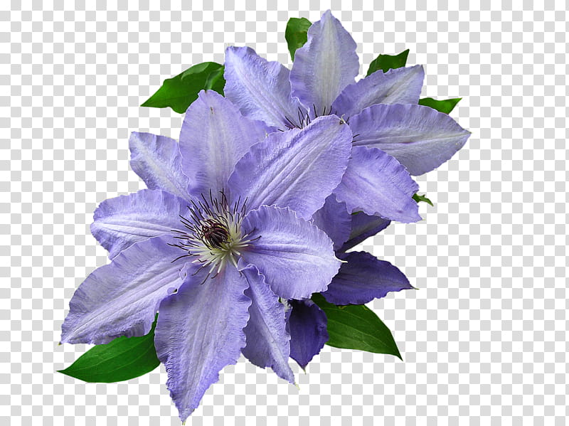 Blue Flower, Leather Flower, Mauve, Violet, Cheeses, Plant, Purple, Clematis transparent background PNG clipart