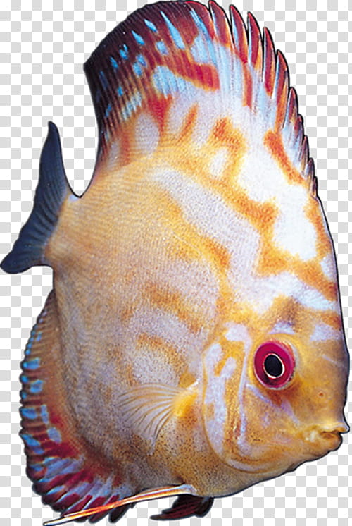 Mouth, Cichlid, Fish, Ornamental Fish, Tropical Fish, Bloodred Parrot Cichlid, Aquarium, Animal transparent background PNG clipart