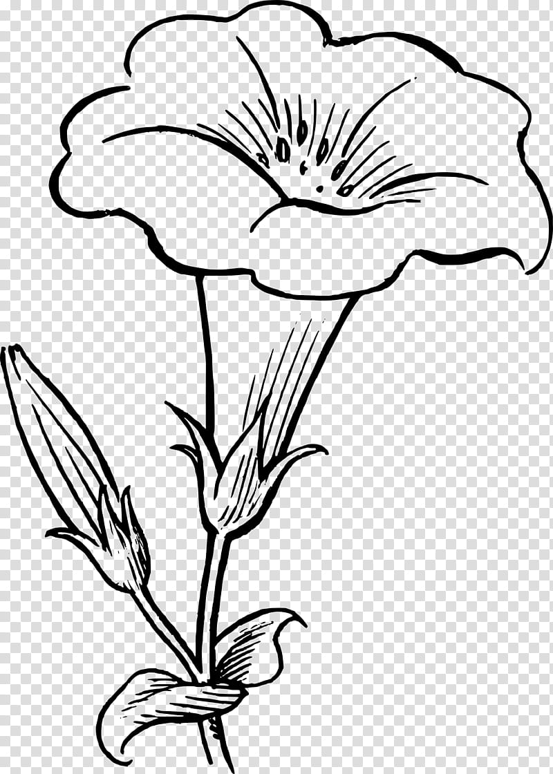 Flowers, Line Art, Drawing, Floral Design, Plant, Blackandwhite, Petal, Pedicel transparent background PNG clipart