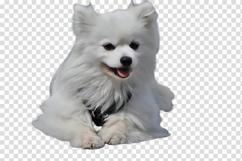 dog dog breed white volpino italiano japanese spitz, Pomeranian transparent background PNG clipart