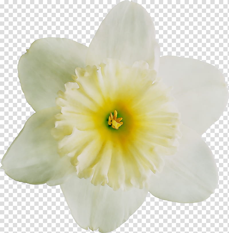 Flower White, Yellow, Narcissus, Herbaceous Plant, Plants, Petal, Amaryllis Family, Primrose transparent background PNG clipart