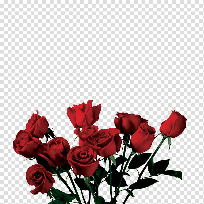ROSE USE ANYWHERE, red and yellow petaled flowers transparent background PNG clipart