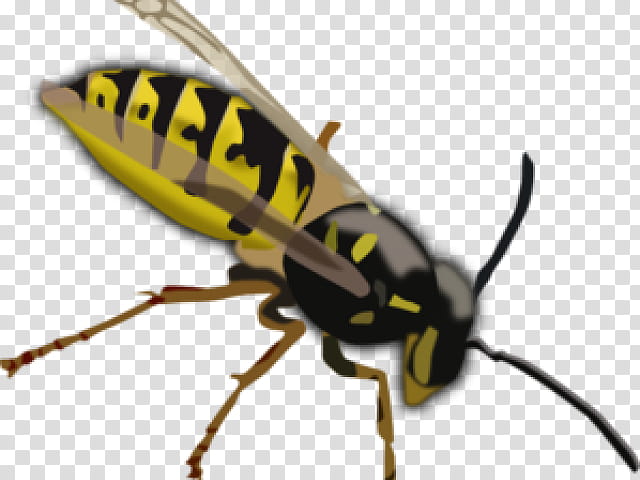 Bee, Wasp, Insect, Vespa Simillima, Baldfaced Hornet, European Hornet, Stinger, Pest transparent background PNG clipart