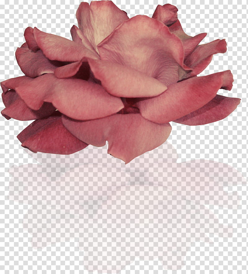 Pink Flower, Garden Roses, Petal, Plants, Cut Flowers, Rose Family, Hybrid Tea Rose, Peony transparent background PNG clipart