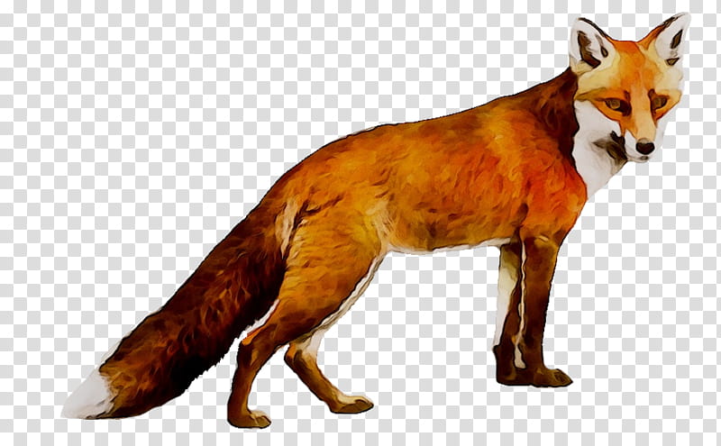 African Family, RED Fox, Wolf, Coyote, Dhole, Kit Fox, African Wild Dog, Jackal transparent background PNG clipart