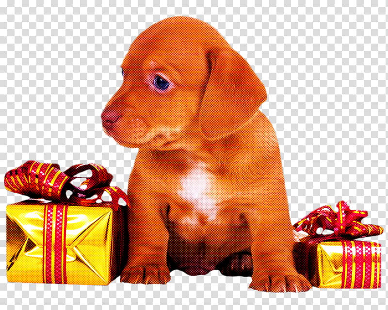 Christmas Gift New Year Gift Gift, Dog, Vizsla, Puppy, Sporting Group, Pointing Breed, Dachshund, Liver transparent background PNG clipart