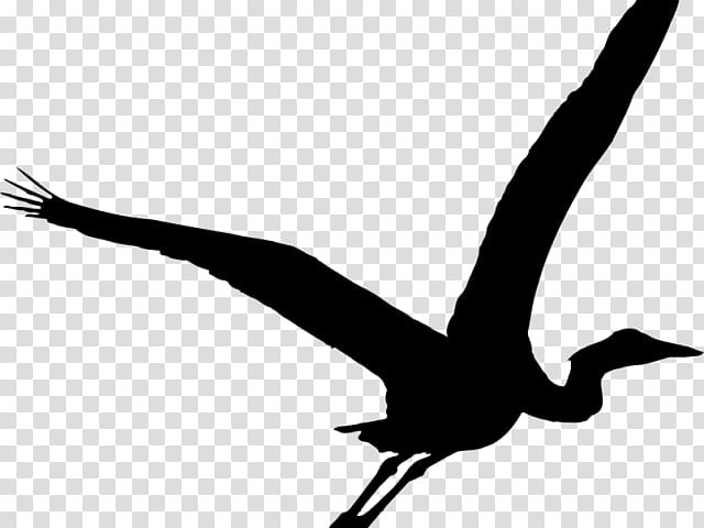 Crane Bird, Heron, Green Heron, Great Blue Heron, Great Egret, Silhouette, Blackcrowned Night Heron, Beak transparent background PNG clipart