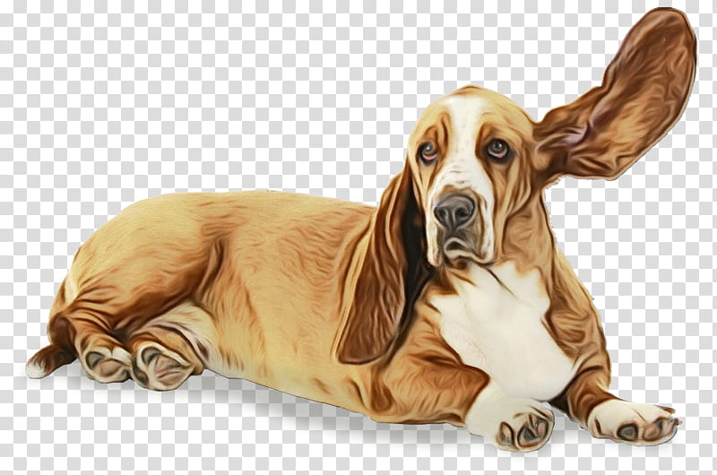 Cartoon Dog, Basset Hound, Companion Dog, Snout, Breed, Rare Breed Dog, Sporting Group transparent background PNG clipart