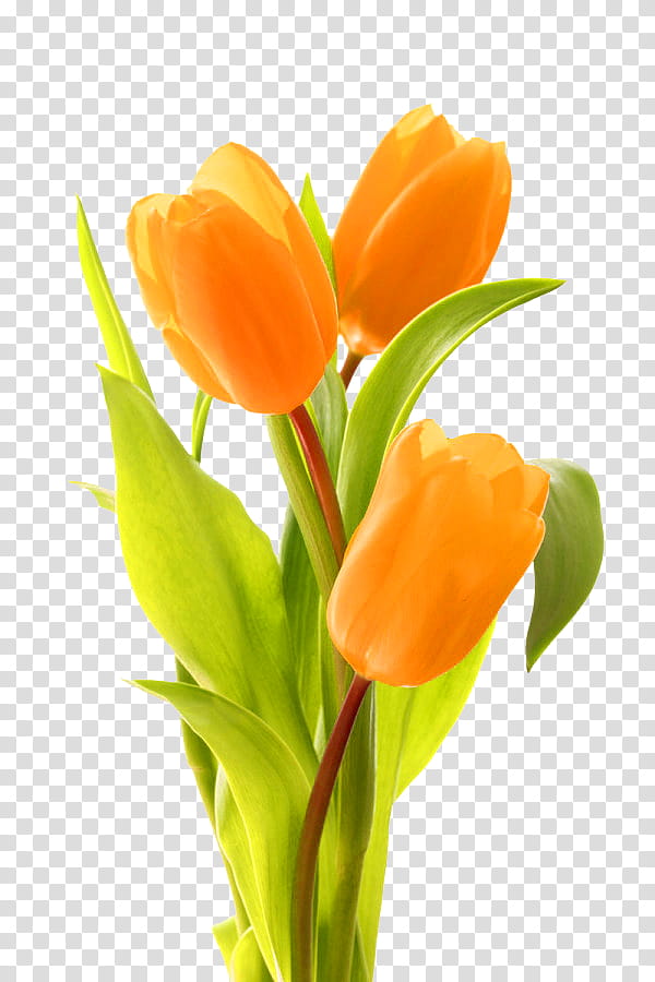 Lily Flower, Indira Gandhi Memorial Tulip Garden, Keukenhof, Yellow, Flower Bouquet, Cut Flowers, Flower Garden, Floral Design transparent background PNG clipart