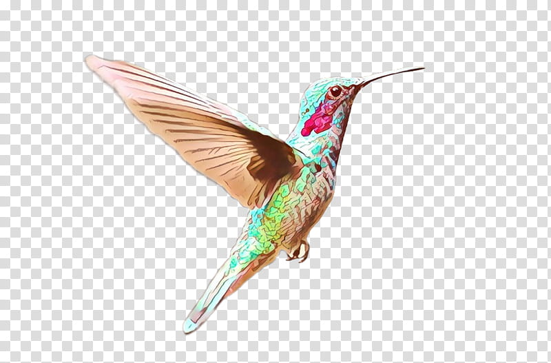 Cartoon Bird, Hummingbird, Beak, Feather, Rufous Hummingbird, Coraciiformes, Wing transparent background PNG clipart
