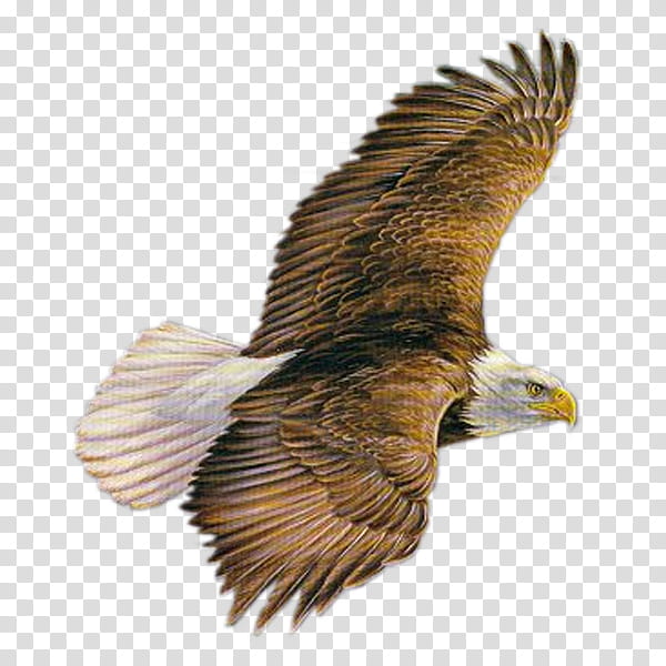Eagle Bird, Bald Eagle, Bird Of Prey, Hawk, Gulls, Golden Eagle, Eagle Feather Law, Falcon transparent background PNG clipart