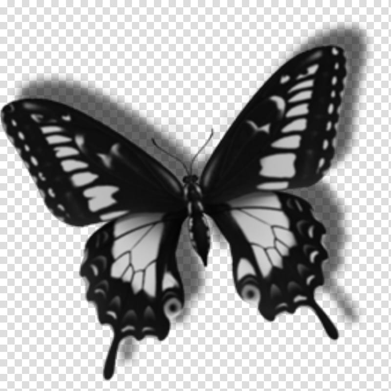 Butterfly Drawing, Blog, Diary, Lepidoptera, Moths And Butterflies, Insect, Black, Swallowtail Butterfly transparent background PNG clipart