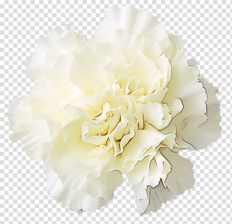 white flower cut flowers petal plant, Watercolor, Paint, Wet Ink, Common Peony, Carnation, Chinese Peony transparent background PNG clipart