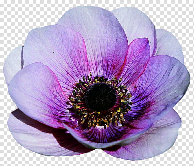 Sweet Anemone transparent background PNG clipart