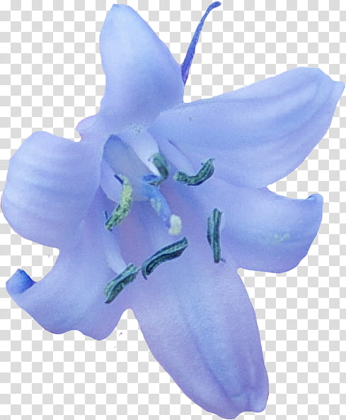 Blue Iris Flower, Harebell, Cut Flowers, Lily, Orchids, Plants, Borboleta, Moth transparent background PNG clipart
