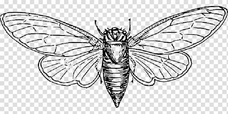 Book Drawing, Locust, Insect, Swarm Behaviour, Australian Plague Locust, Cicadoidea, Moths And Butterflies, Membranewinged Insect transparent background PNG clipart