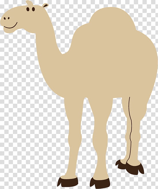 Iphone Logo, Bactrian Camel, Dromedary, Desert, Camel Toe, Drawing, Animal, Arabian Camel transparent background PNG clipart