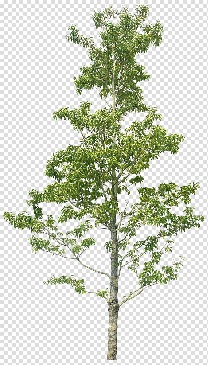 Green Leaf, Tree, Larch, Greening, Plants, Plane Trees, Woody Plant, American Larch transparent background PNG clipart