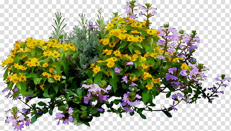 Floral Flower, Violet, Annual Plant, Purple, Floral Design, Shrub, Plants, Violaceae transparent background PNG clipart