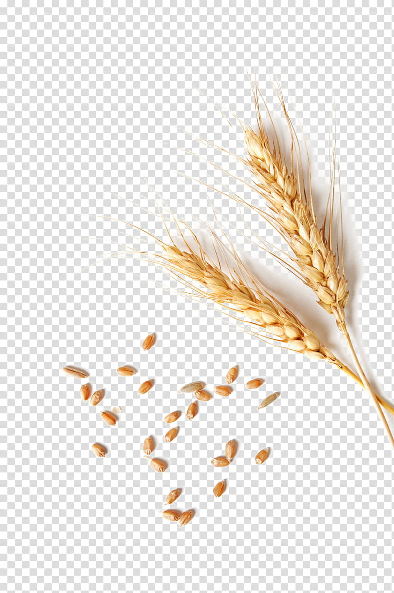 Wheat, Grain, Whole Grain, Food Grain, Grass Family, Emmer, Commodity, Cereal Germ transparent background PNG clipart