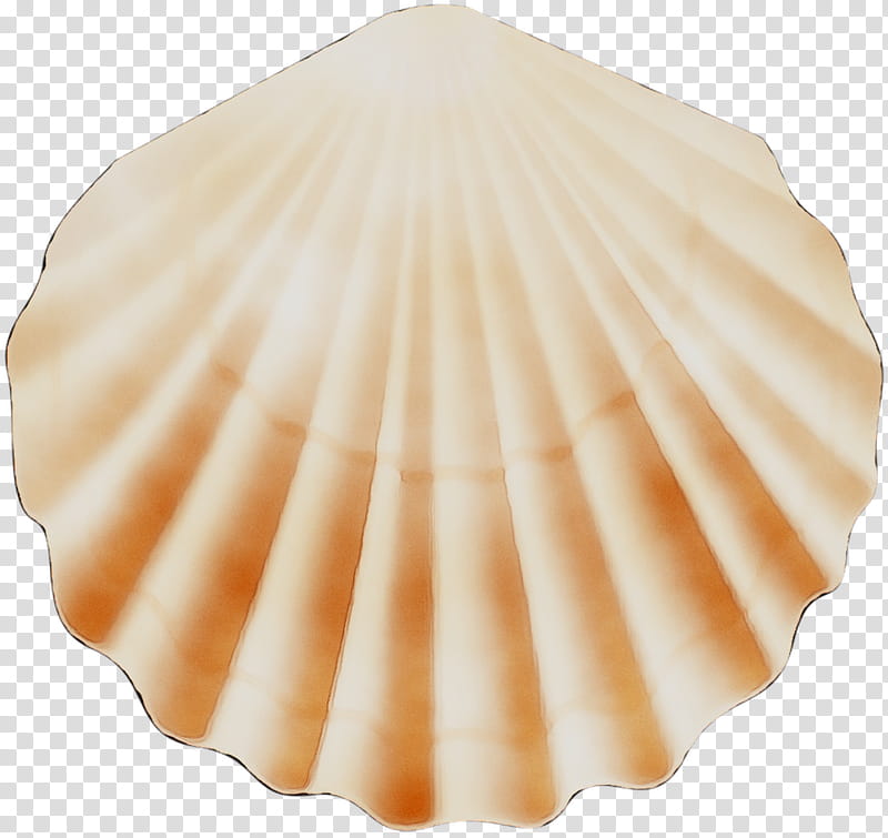 Seafood, Cockle, Conchology, Scallops, White, Clam, Shell, Bivalve transparent background PNG clipart