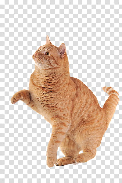 High Quality  Cats , tab transparent background PNG clipart