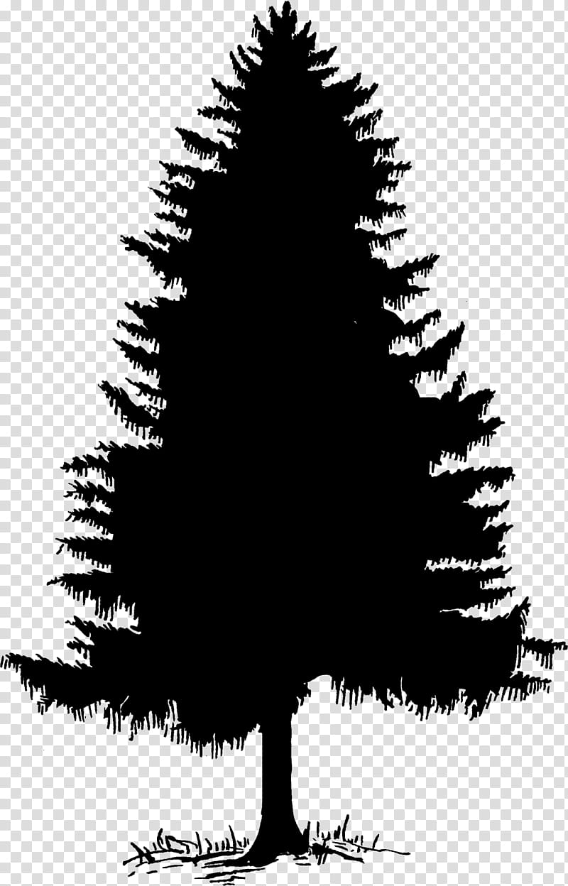 cedar tree silhouette