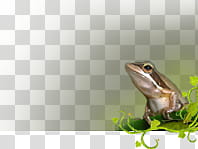 Walkthrough New vs Old, brown frog transparent background PNG clipart
