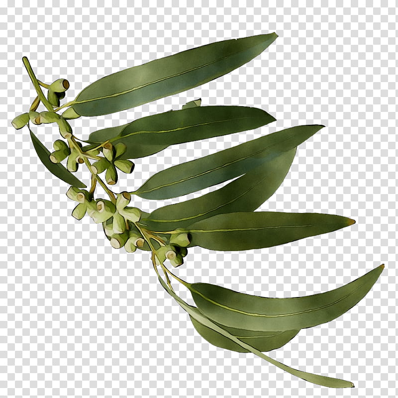 Leaf, Plant Stem, Herbalism, Plants, Flower, Olive, Eucalyptus, Legume transparent background PNG clipart