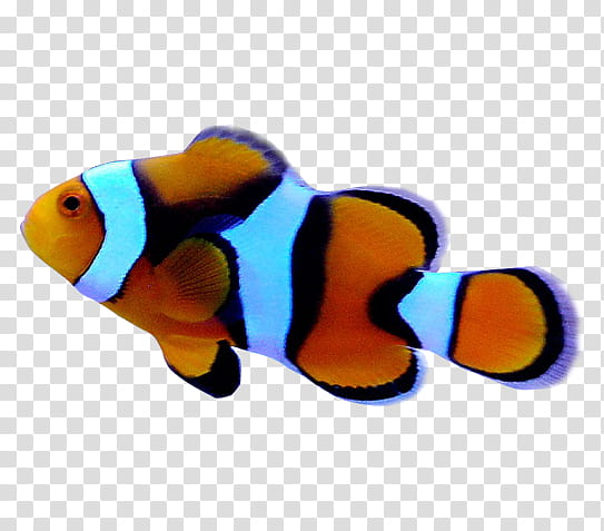 Amazing fishes, clown fish transparent background PNG clipart