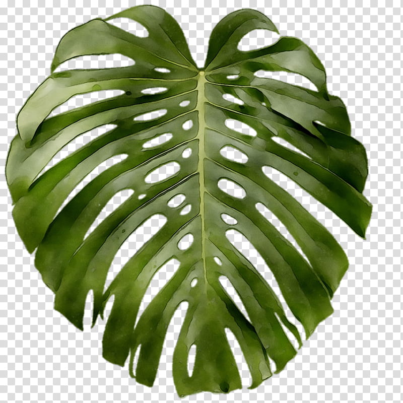 Green Leaf, Swiss Cheese Plant, Poster, Wall Decal, Poster Monstera, Plants, Plant Stem, Minimalism transparent background PNG clipart