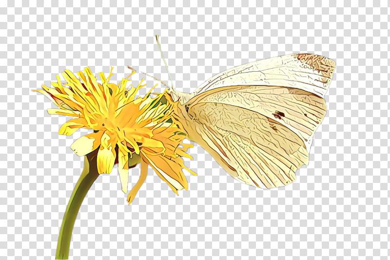butterfly insect moths and butterflies pollinator green-veined white, Greenveined White, Colias, Flower, Plant, Cabbage Butterfly, Brushfooted Butterfly, Pieridae transparent background PNG clipart